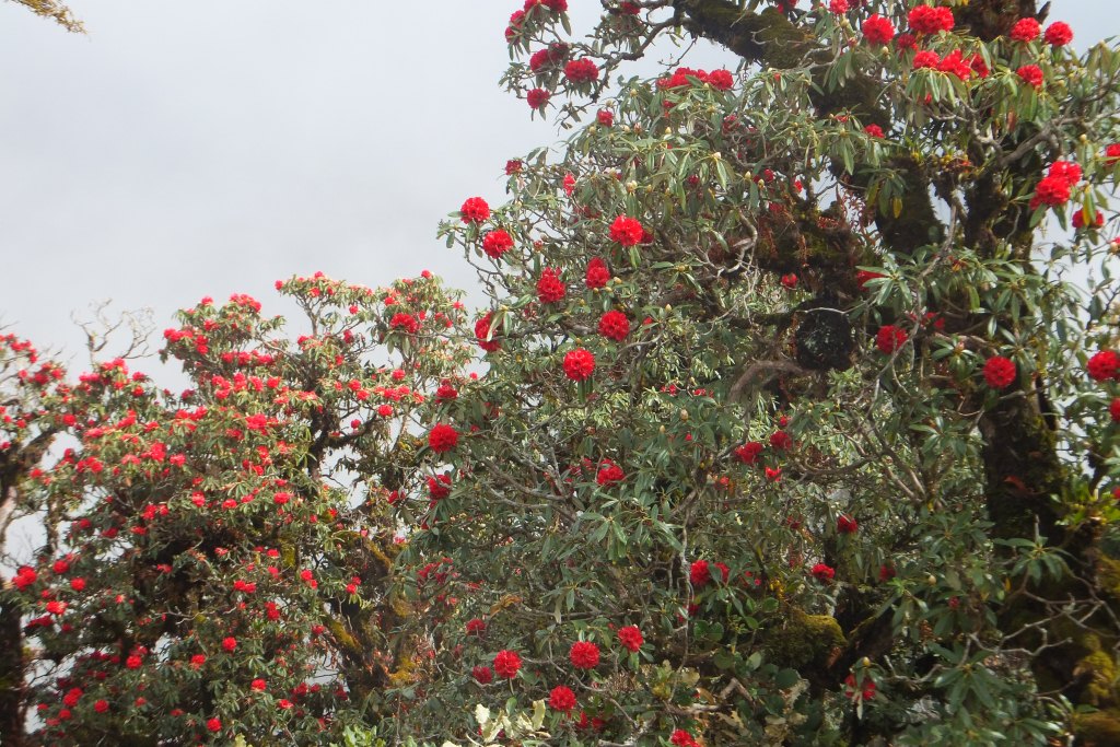 Rode rodondendrons, de nationale bloem van Nepal (in de buurt van Dubodara)