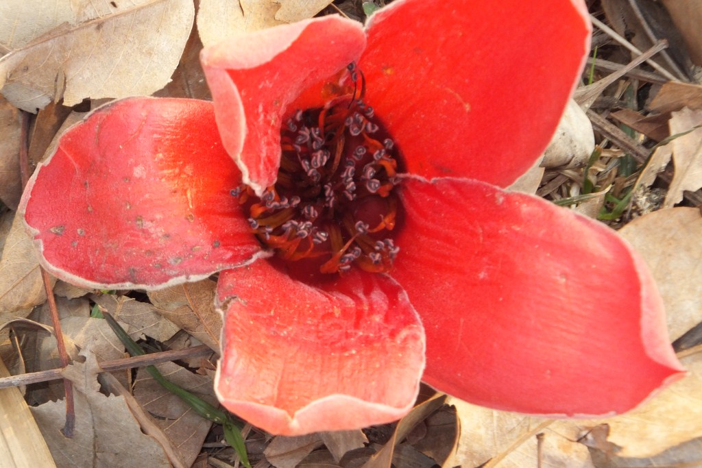 Bloemen uit Sitapur