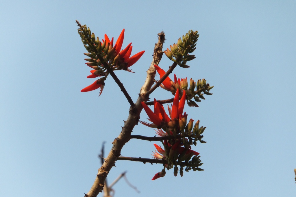 Bloemen uit Sitapur