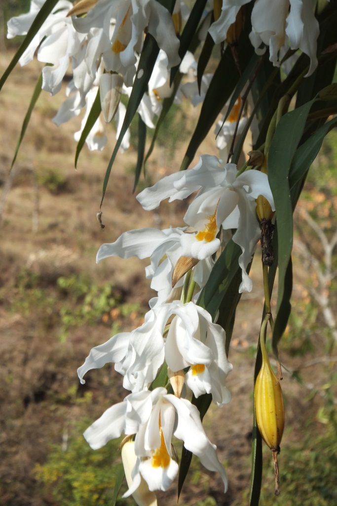 Bloemen uit Sitapur