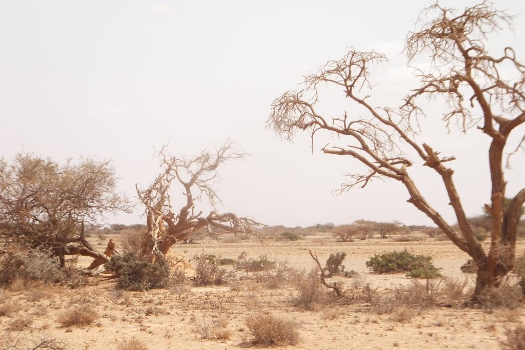 Het typische landschap van de halfwoestijn