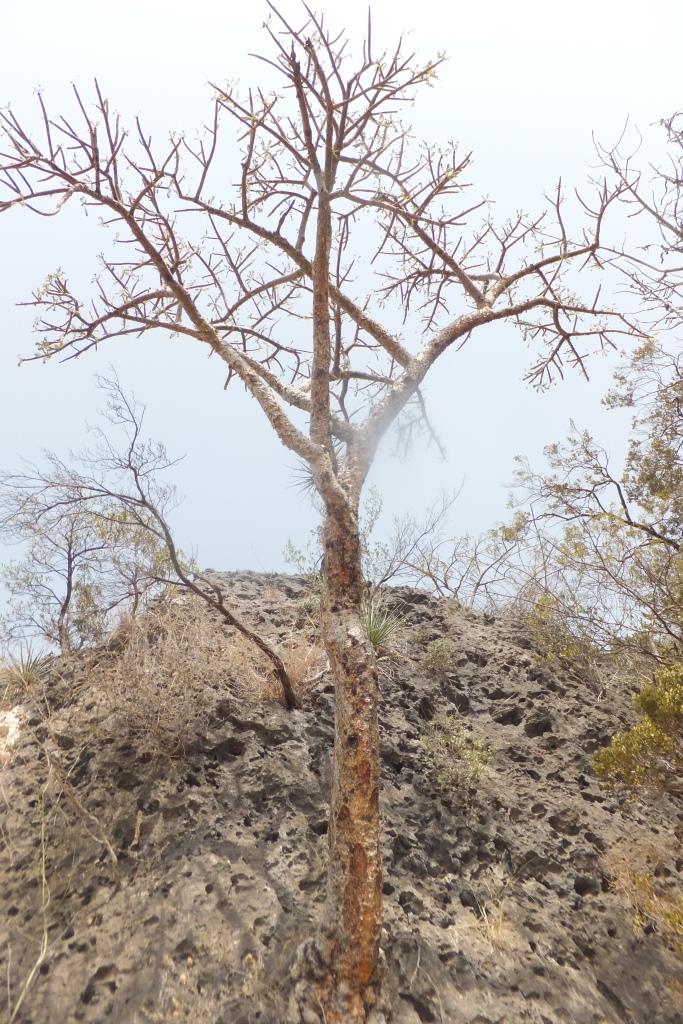 Deze wierookboom lijkt dood, maar gedijt goed